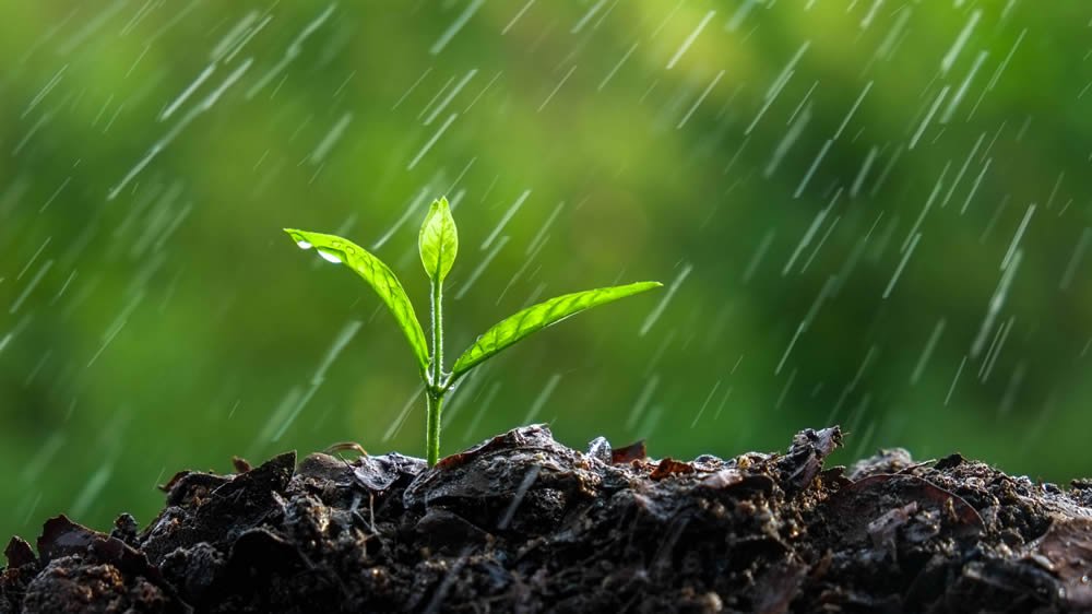 lluvia-cayendo-en-plantin