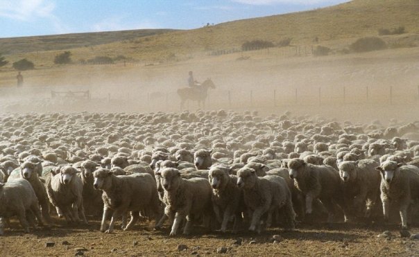 Ovejeras