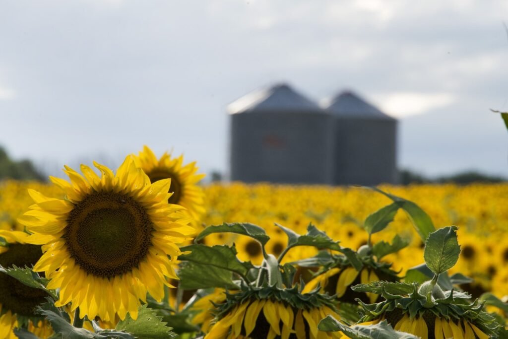 girasol