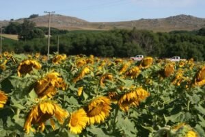 Girasol