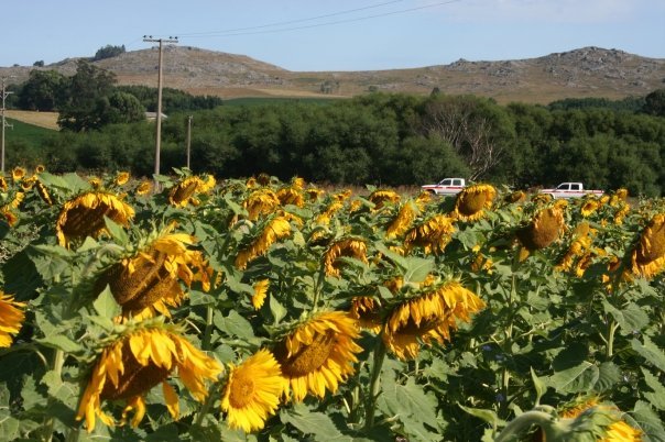 Girasol