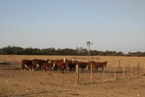 Lote Amargo
