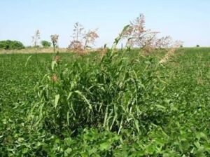 sorgo alepo